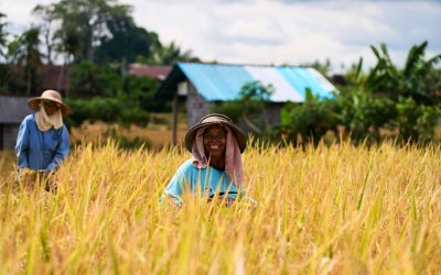 Rice Farmer in Field in Bali