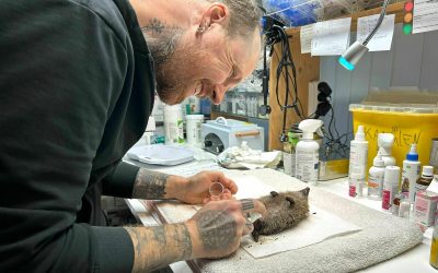 Wildtiere an Silvester: Wohin mit Franz?