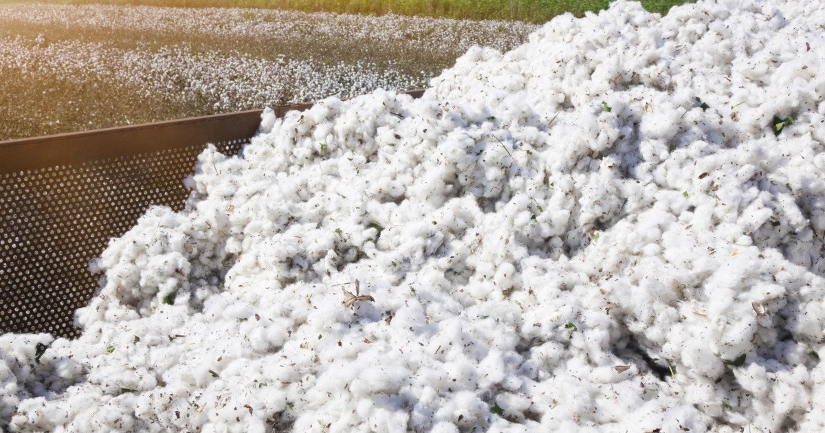 Guvernul va achita o datorie veche de peste 30 de ani către SUA, pentru un credit folosit la importul de bumbac