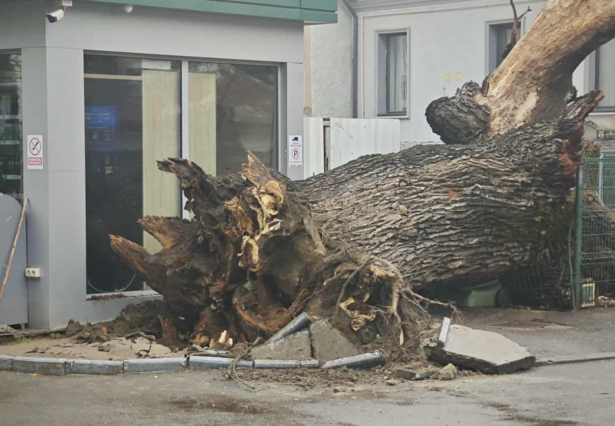 Primarul Hopincă salvează stejarul secular.