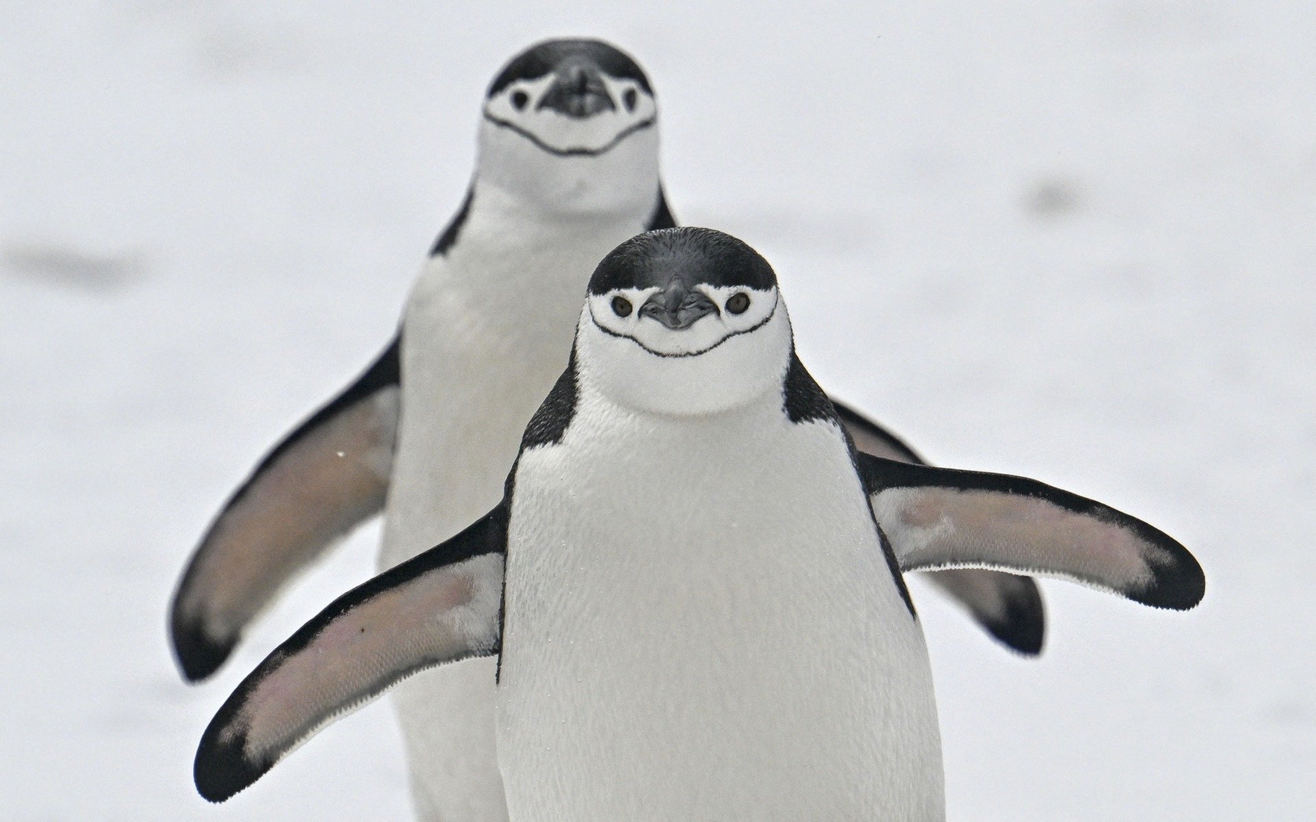 Coreea de Sud și Coreea de Nord: îmbrățișarea pinguinilor