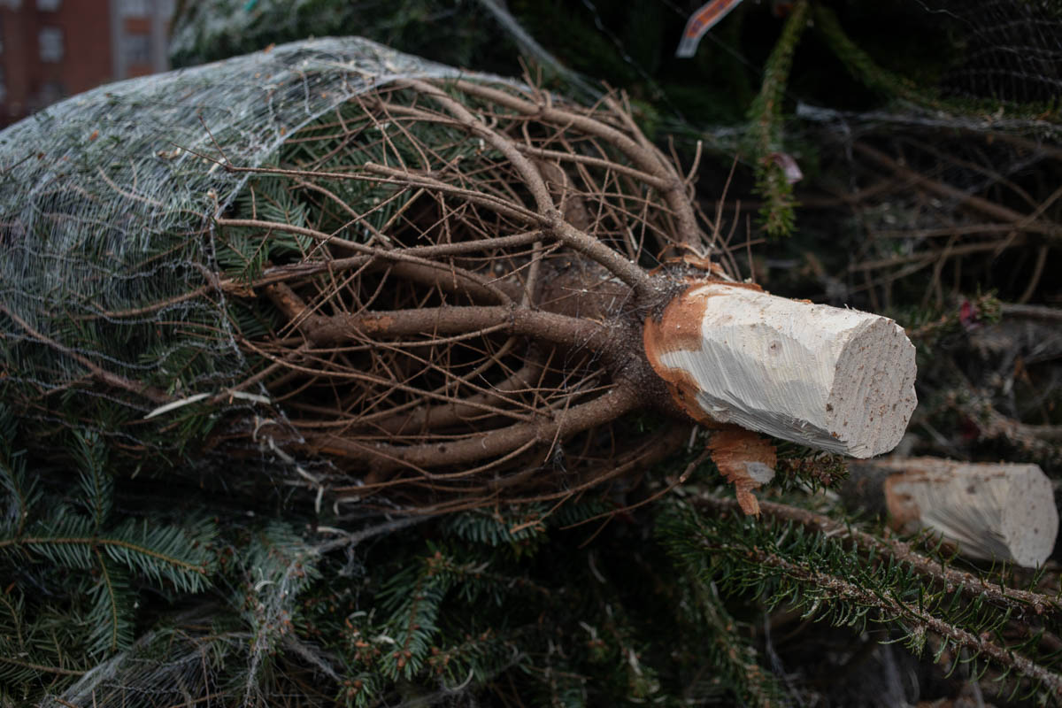 Bătrână de 79 ani atacă vecină cu brad de Crăciun