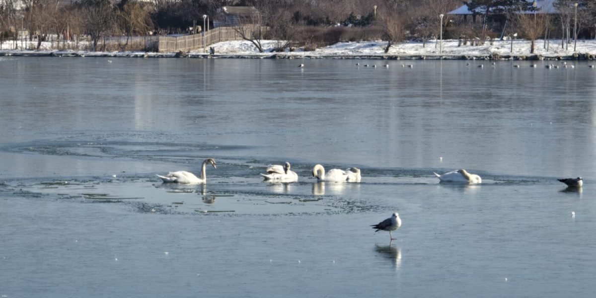 Lebede-inghetate-gheata.jpeg - PressHub24