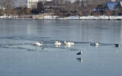 Lebede-inghetate-gheata.jpeg - PressHub24