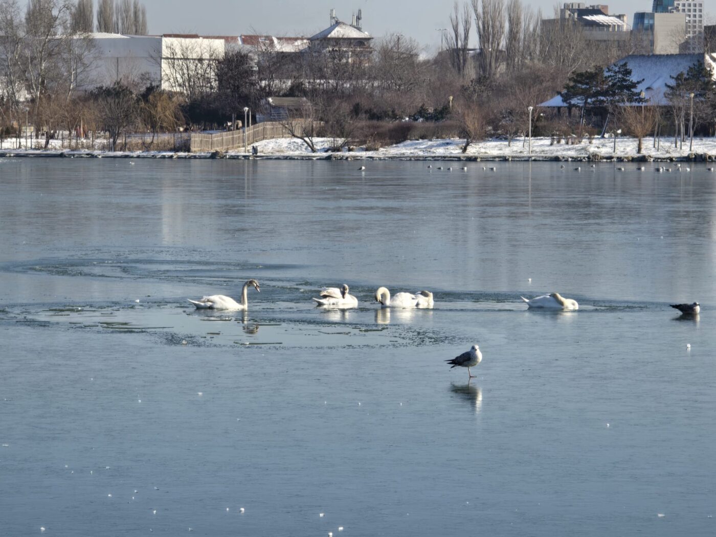Opt lebede înghețate pe lacul vasluian