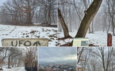 Padurea-Hoia-e1769613546228.jpg - PressHub24