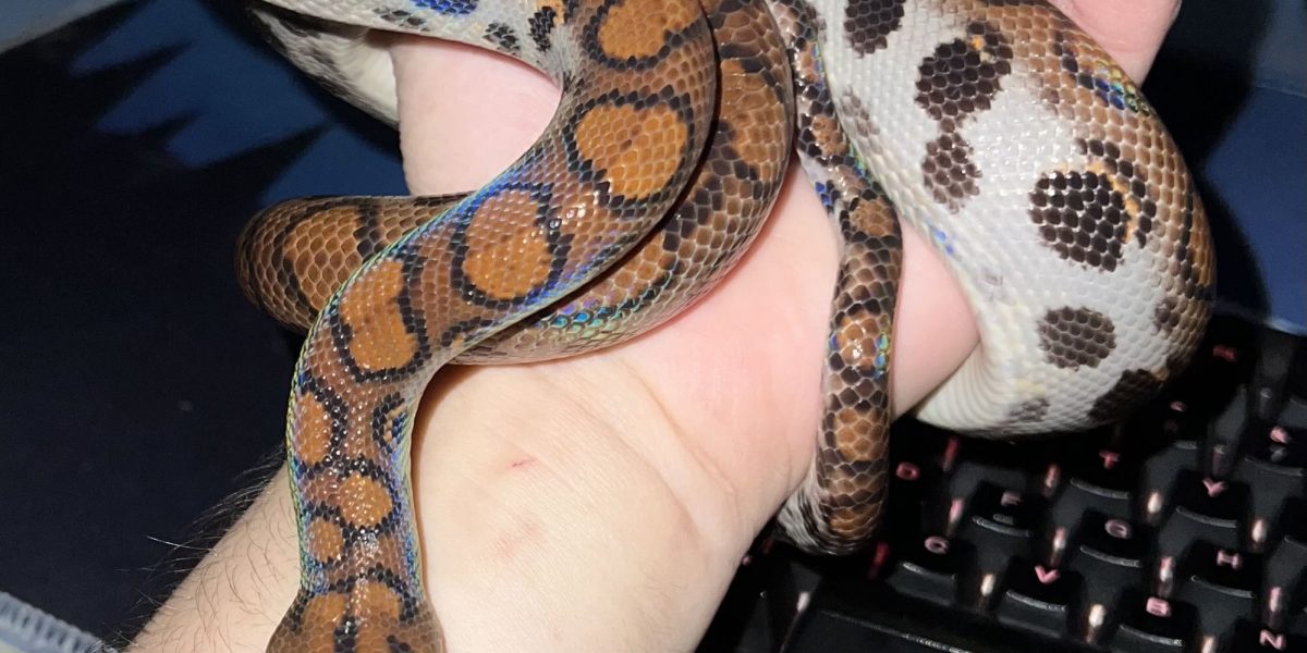 Sarpe-1.jpg - PressHub24