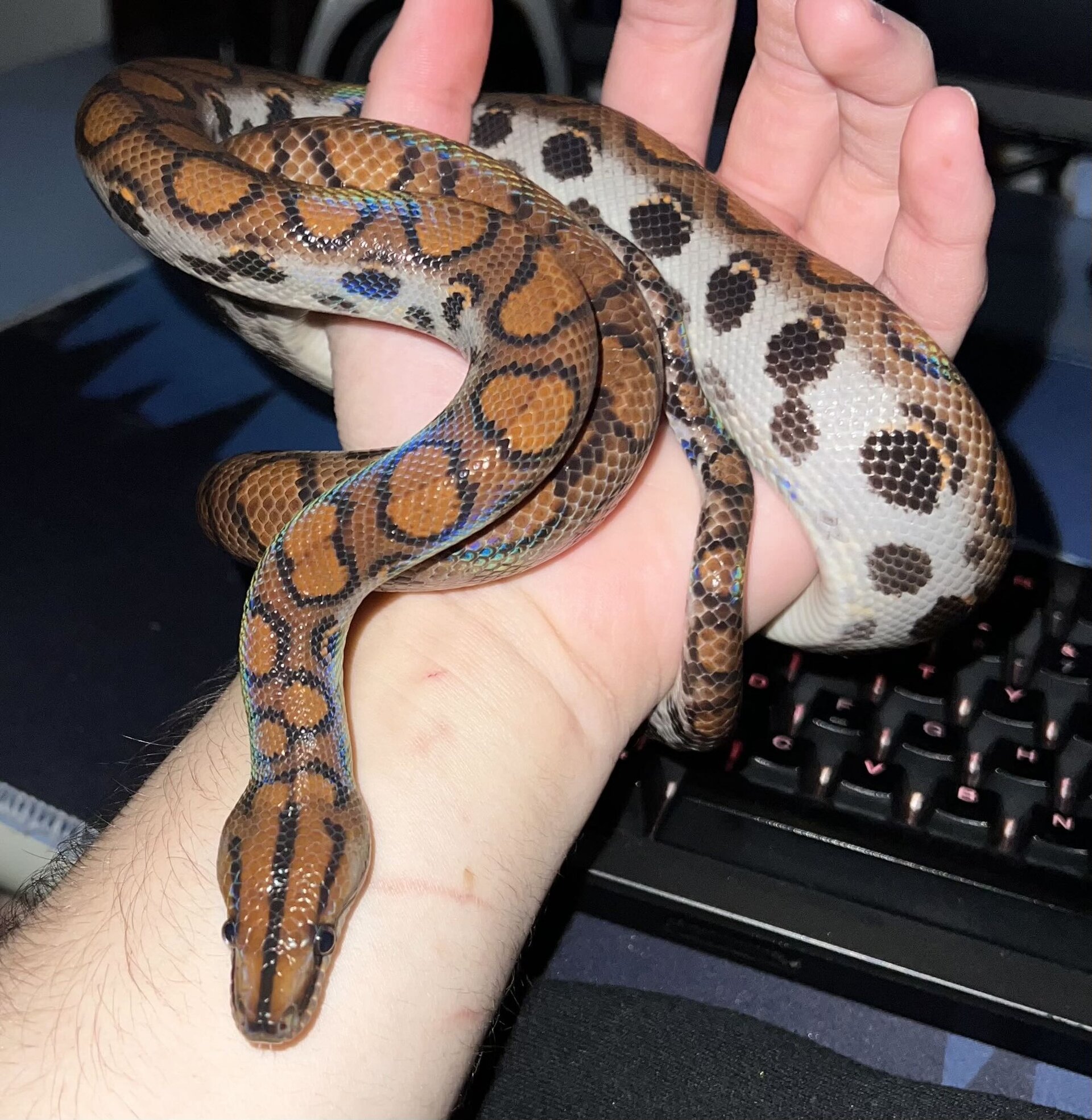 Șerpi veninoși și reptile exotice, ținute ilegal într-un apartament din Ștei