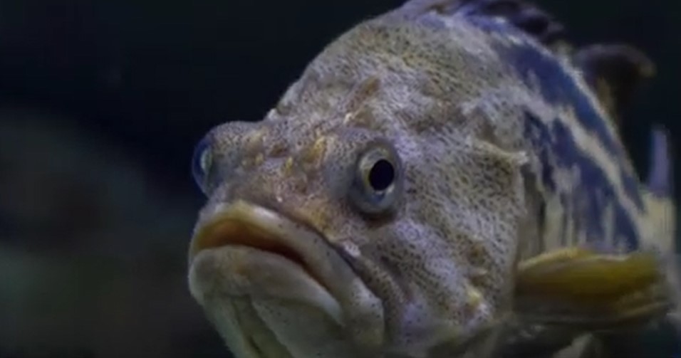 O nouă specie a fost descoperită în apele românești ale Mării Negre: bibanul de stâncă coreean sau bibanul negru, un adevărat prădător