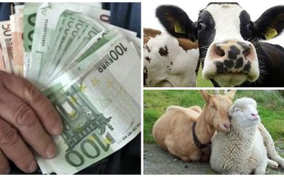 Subvențiile APIA pe cap animal! Banii ajung la crescători până la 31 ianuarie 2026!