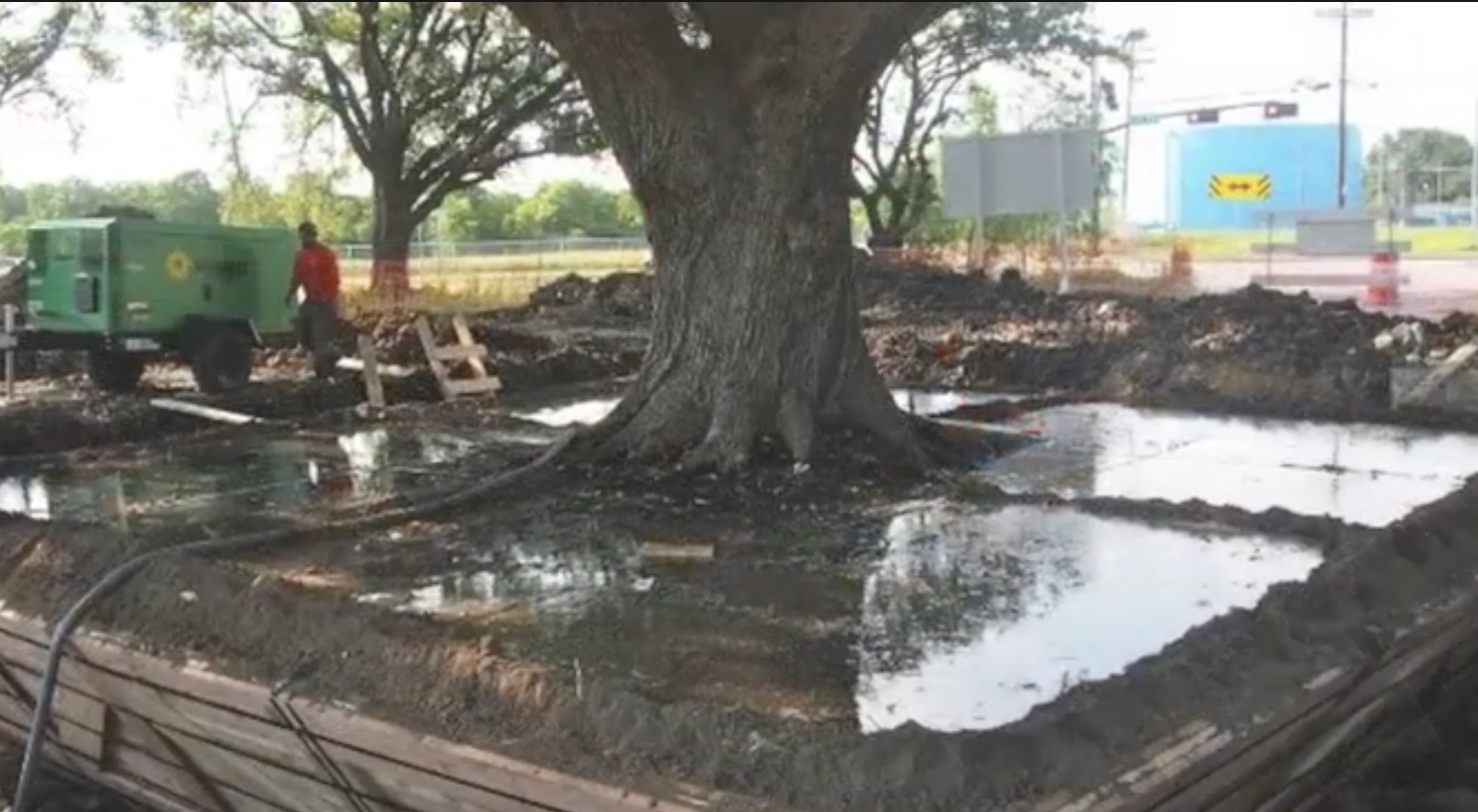 Și-un stejar legat de Ludovic al XIV-lea, tăiat pentru siguranță în Franța