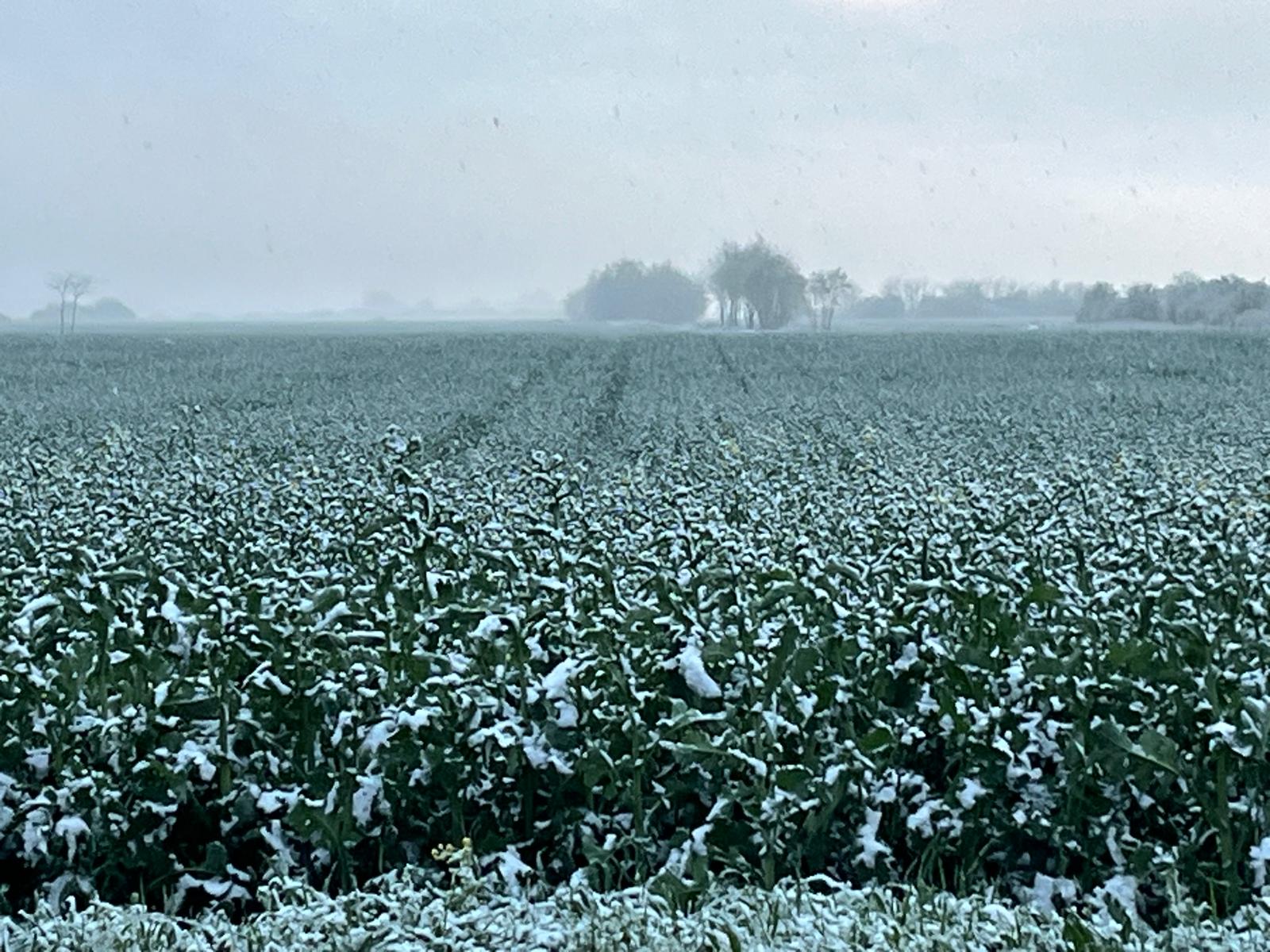 Repaus vegetativ și temperaturi scăzute în România, 31 ianuarie – 6 februarie