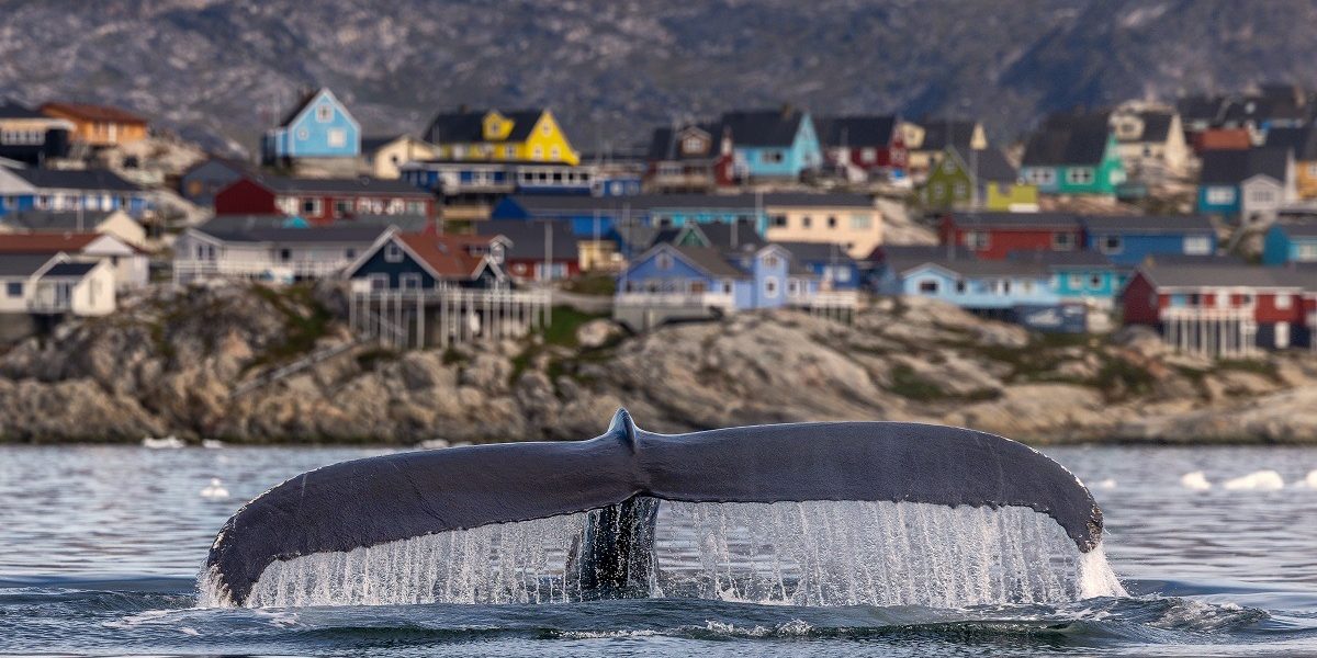 balena-Groenlanda.jpeg - PressHub24