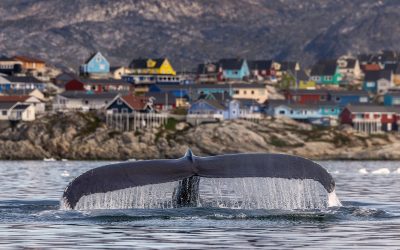 balena-Groenlanda.jpeg - PressHub24