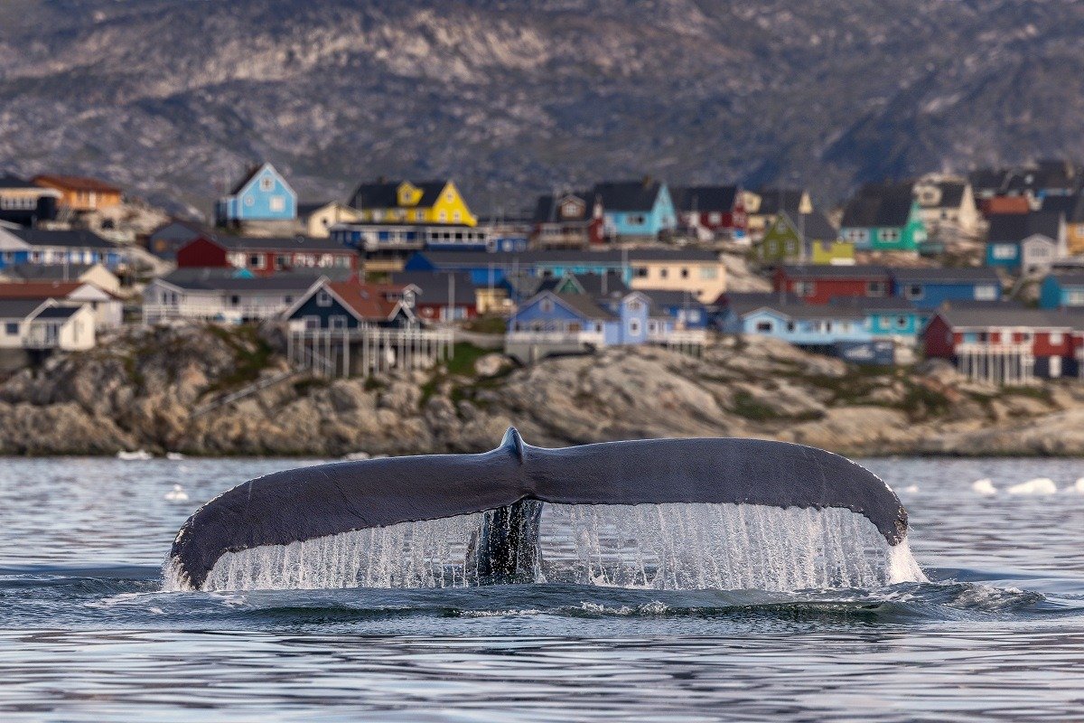 Germania va prelua conducerea misiunii militare din Groenlanda în contextul pretențiilor lui Trump
