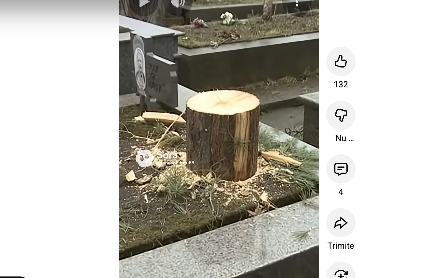 Primăria din Vâlcea a înlocuit bradul de pe mormânt, installându-l la Târgul de Crăciun