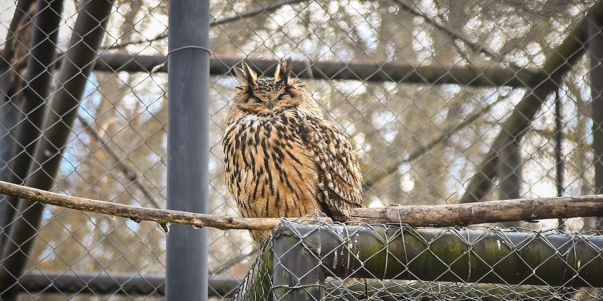 bufnita.jpeg - PressHub24