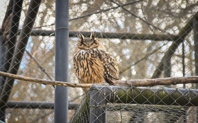 bufnita.jpeg - PressHub24