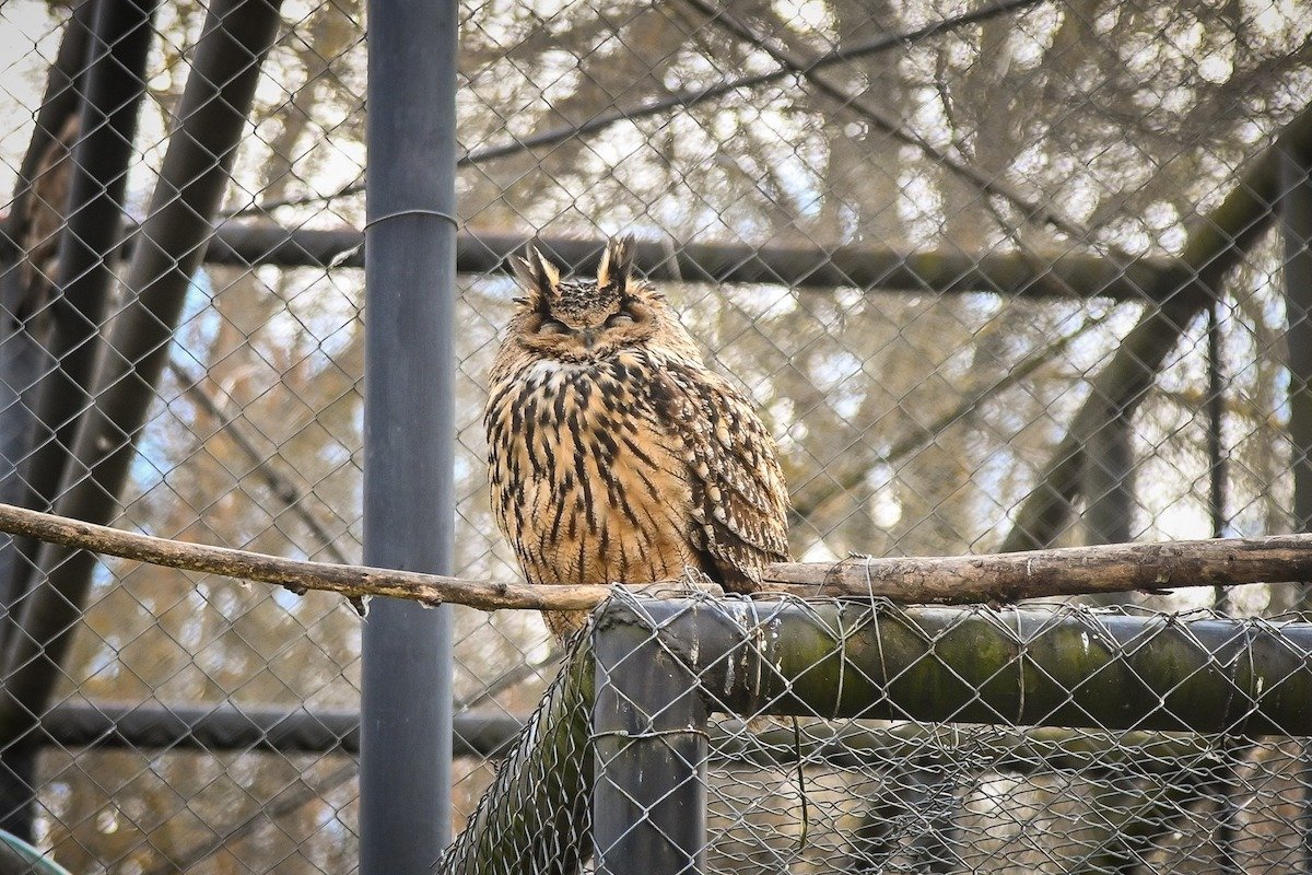 Bufniță intră în bucătărie prin ventilație