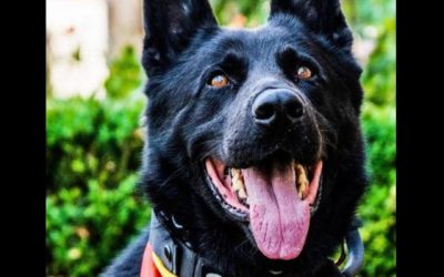 caine.jpg - PressHub24