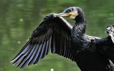 cormoran-pixabay.jpg - PressHub24