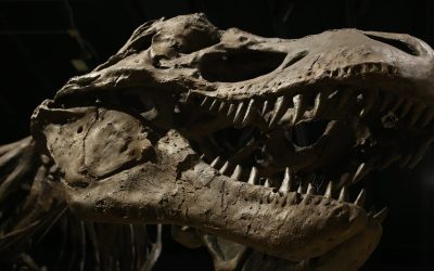 dinosaur-4684929_1280-e1718526721406.jpg - PressHub24