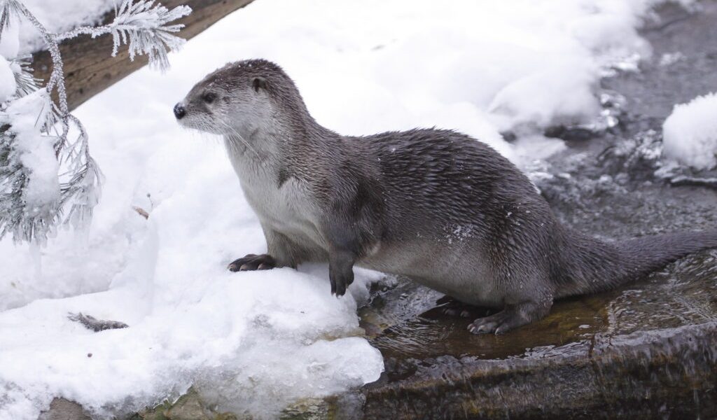 dreamstime_m_17303431-1024x683.jpg - PressHub24