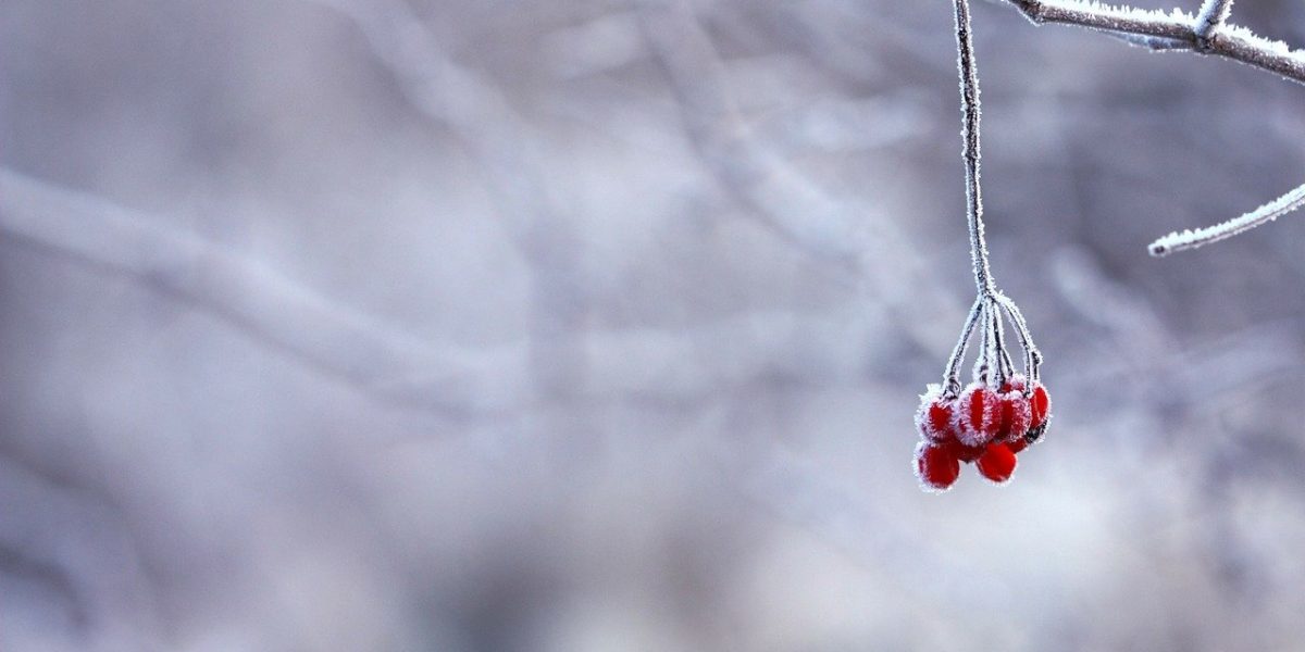 frozen-201495_1280.jpg - PressHub24