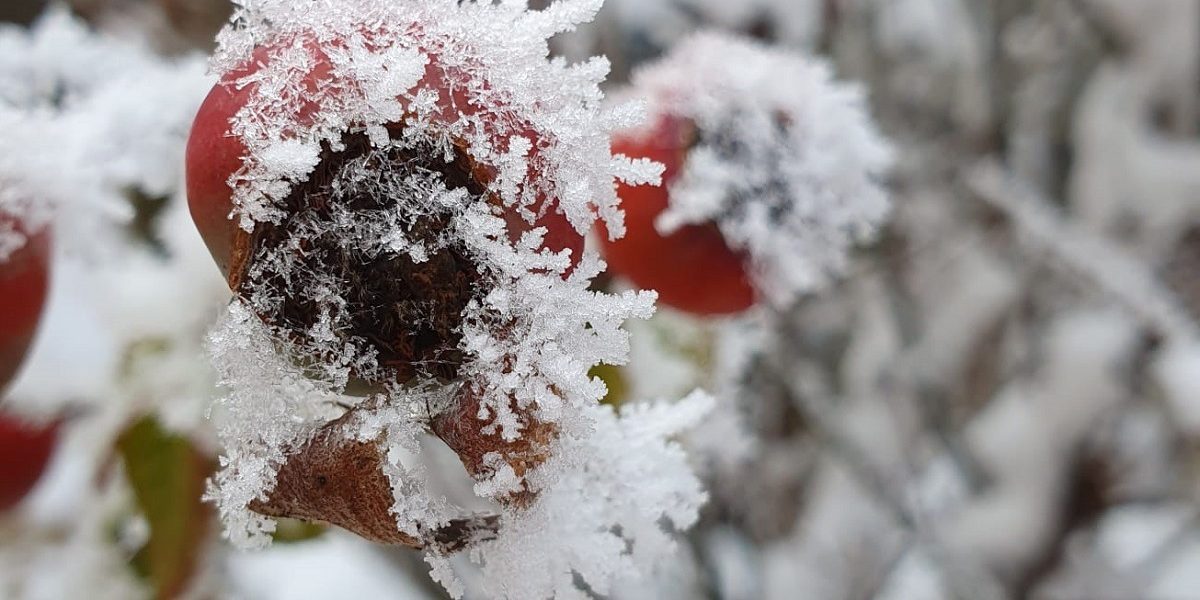 iarna-2.jpeg - PressHub24