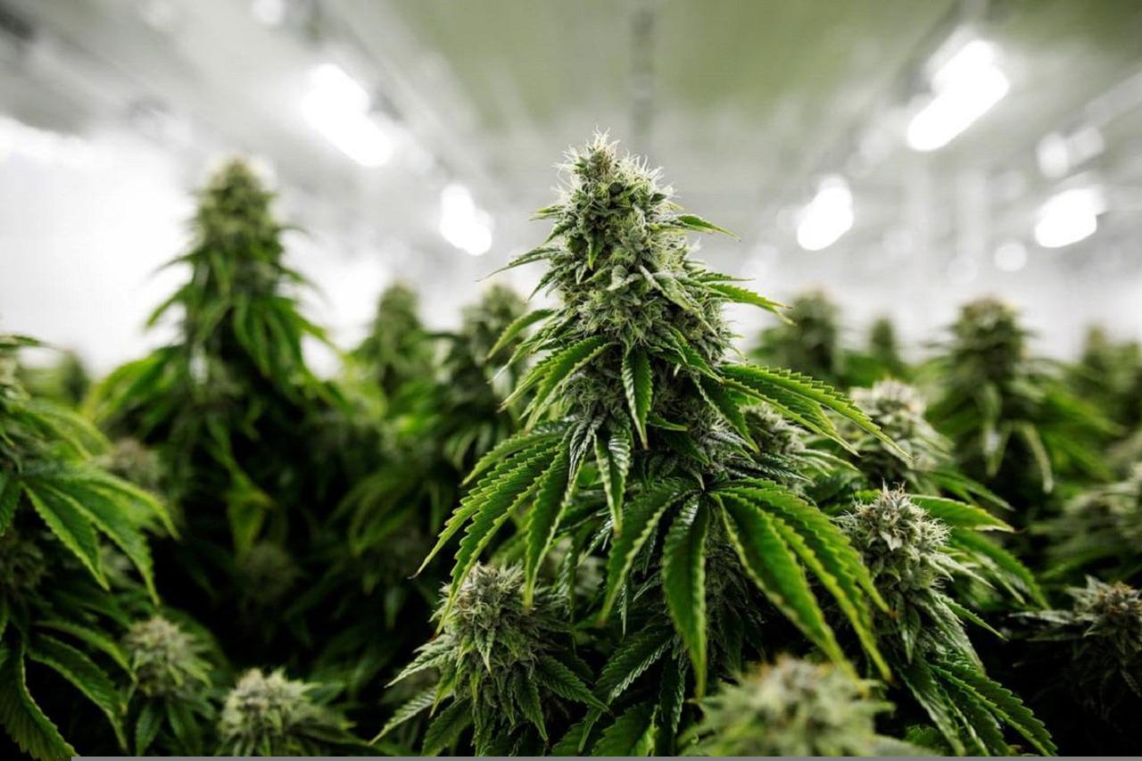 Poliția din Serbia confiscă cinci tone de canabis, arme și arestază două persoane