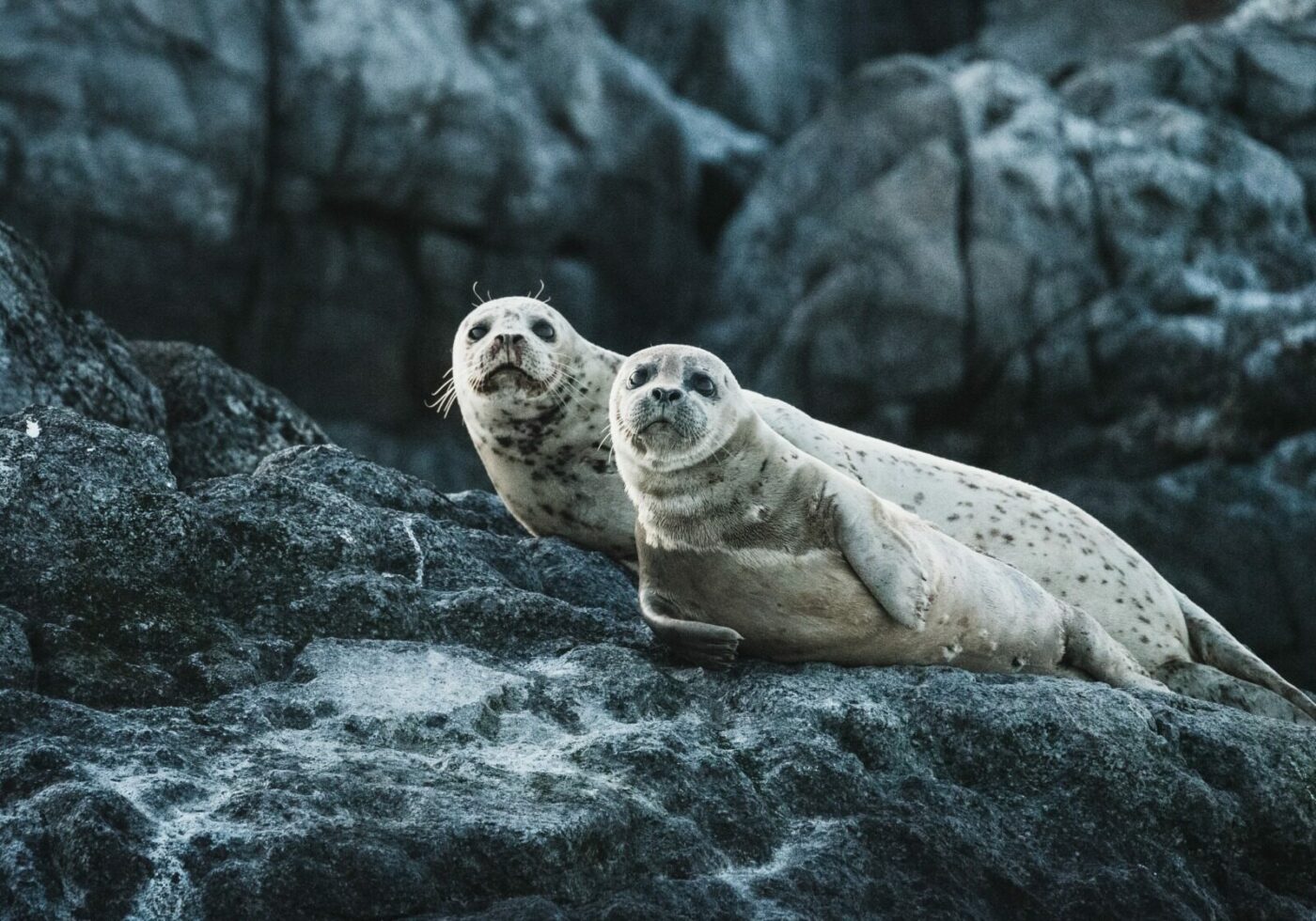 Inteligența artificială, noua armă în protejarea focilor