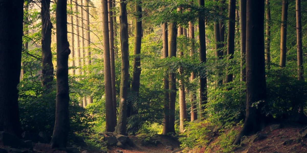padure-copaci-fond-forestier-e1769507032420.jpg - PressHub24