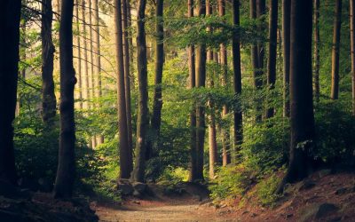 padure-copaci-fond-forestier-e1769507032420.jpg - PressHub24