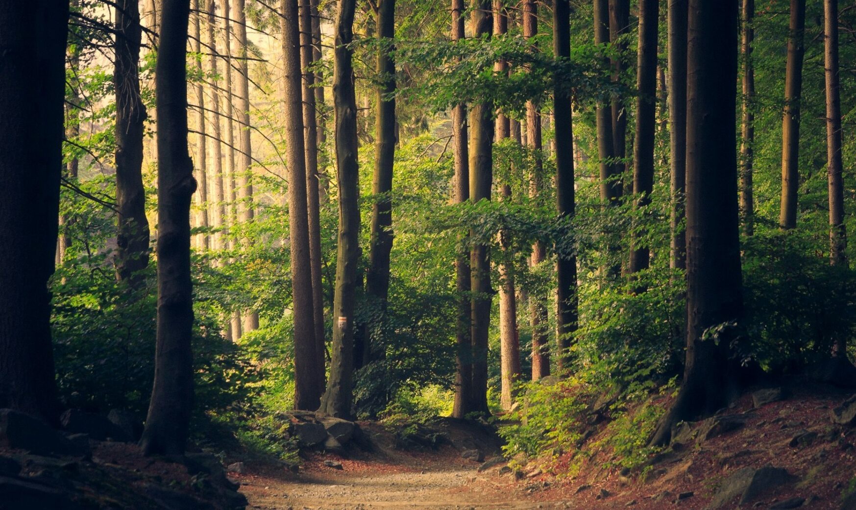 România oferă 1,7 milioane euro pentru inventar forestier în R. Moldova