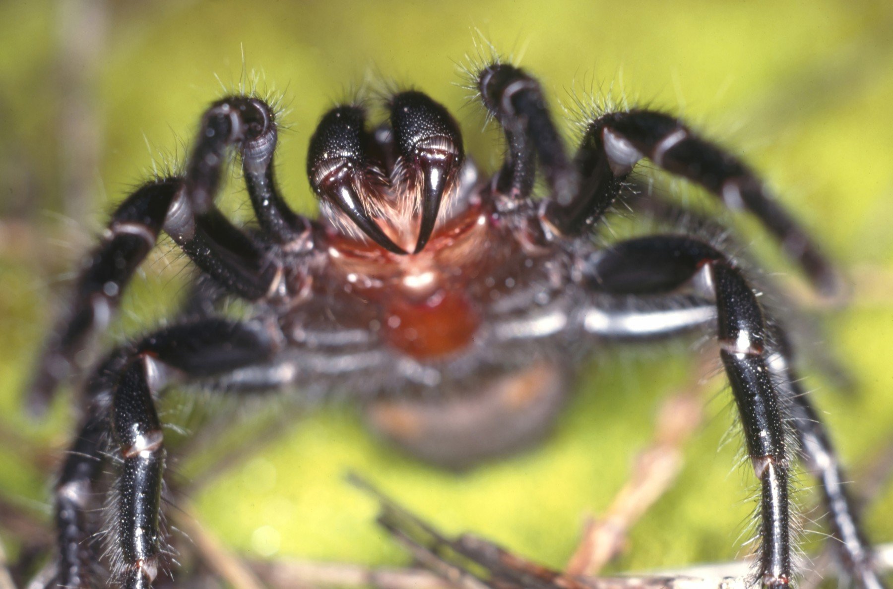 10 specii de păianjeni și țipari, în pericol de dispariție în 2026