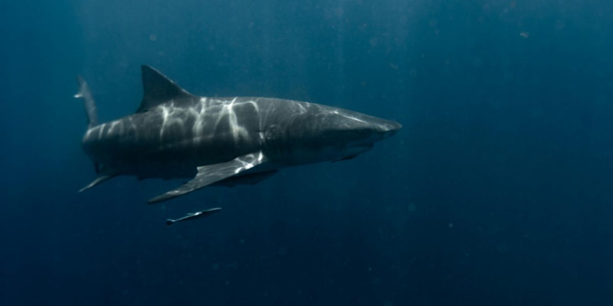 rachin-alb.jpg - PressHub24