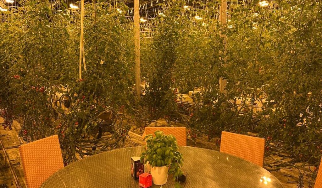 restaurant-deschisa-sera-rosii.jpeg - PressHub24