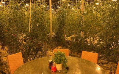 restaurant-deschisa-sera-rosii.jpeg - PressHub24