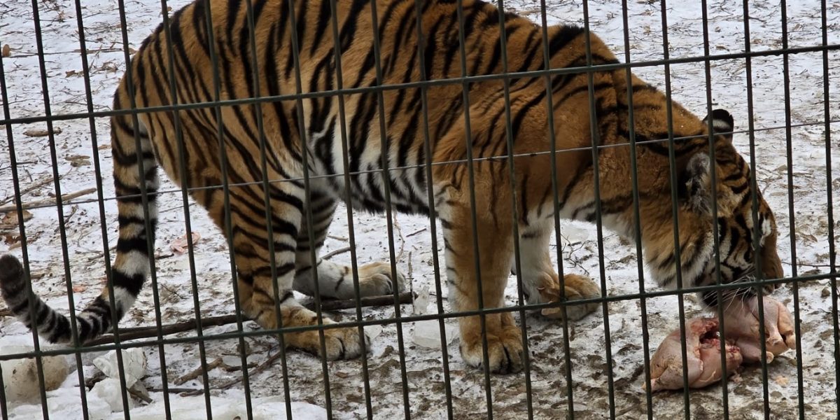 tigru-zoo-bucov.jpeg - PressHub24