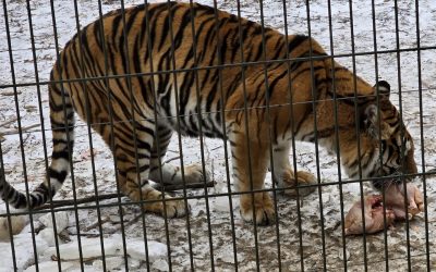 tigru-zoo-bucov.jpeg - PressHub24