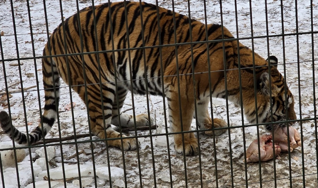 Ger năprasnic la Zoo Bucov: leii au pardoseală încălzită, maimuțele beau ceai cald