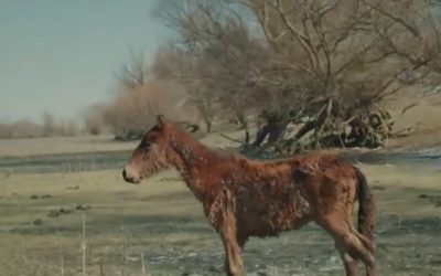 Scene cutremurătoare în rezervația Deltei: Caii sălbatici sunt atât de slăbiţi, încât abia mai stau în picioare. Unii au murit