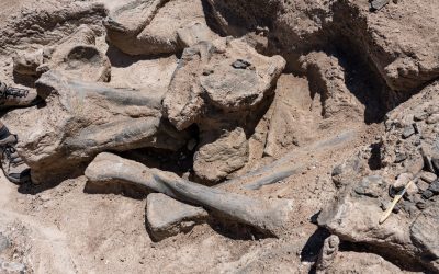 Oase-de-dinozaur.jpg - PressHub24