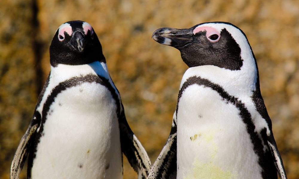Pinguini-africani.jpg - PressHub24