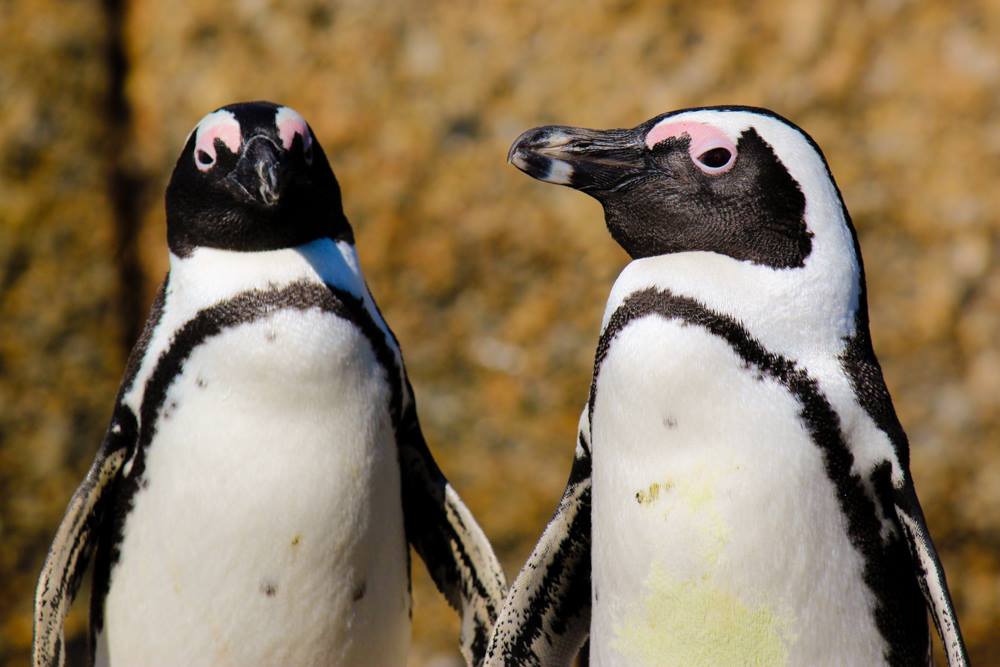 Pinguinii africani își hrănesc puii cu pietre din cauza foametei