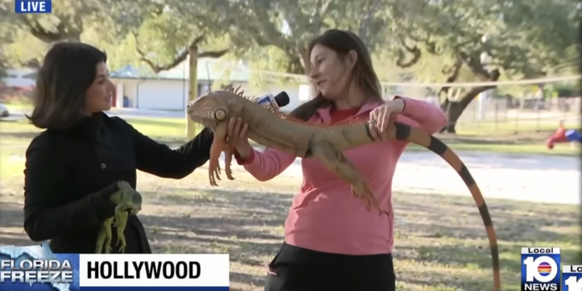 Screenshot-2026-02-02-at-10.29.50.jpg - PressHub24