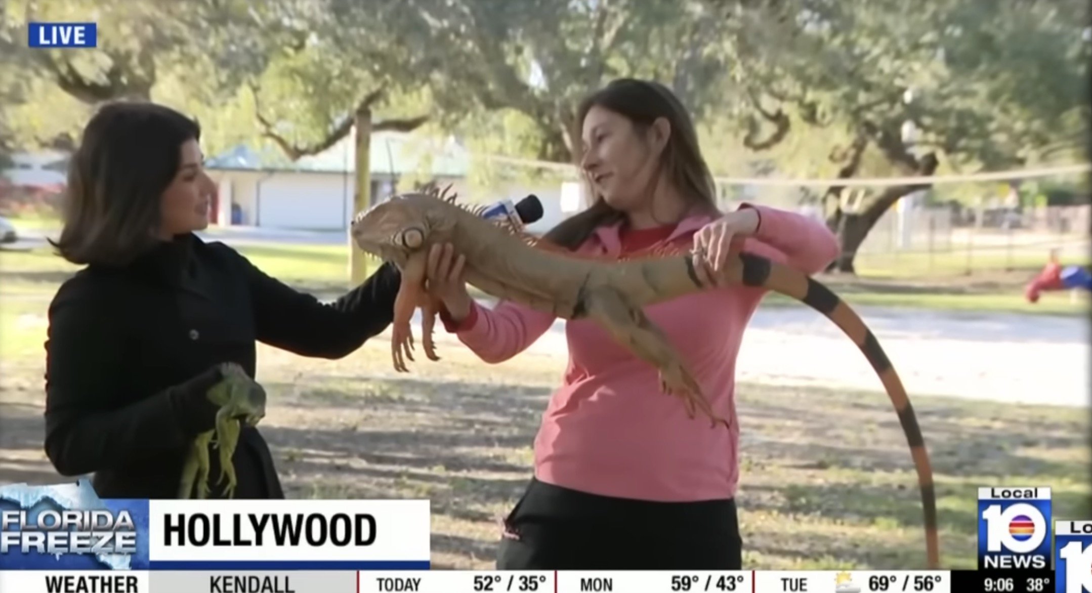 Furtună de iarnă în SUA: iguanele cad din copaci în Florida, paralizate de frig