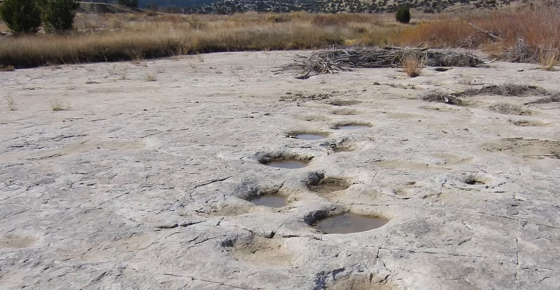 Inteligența artificială identifică dinozaurii după urmele de pași, comparând cu scenarii umane