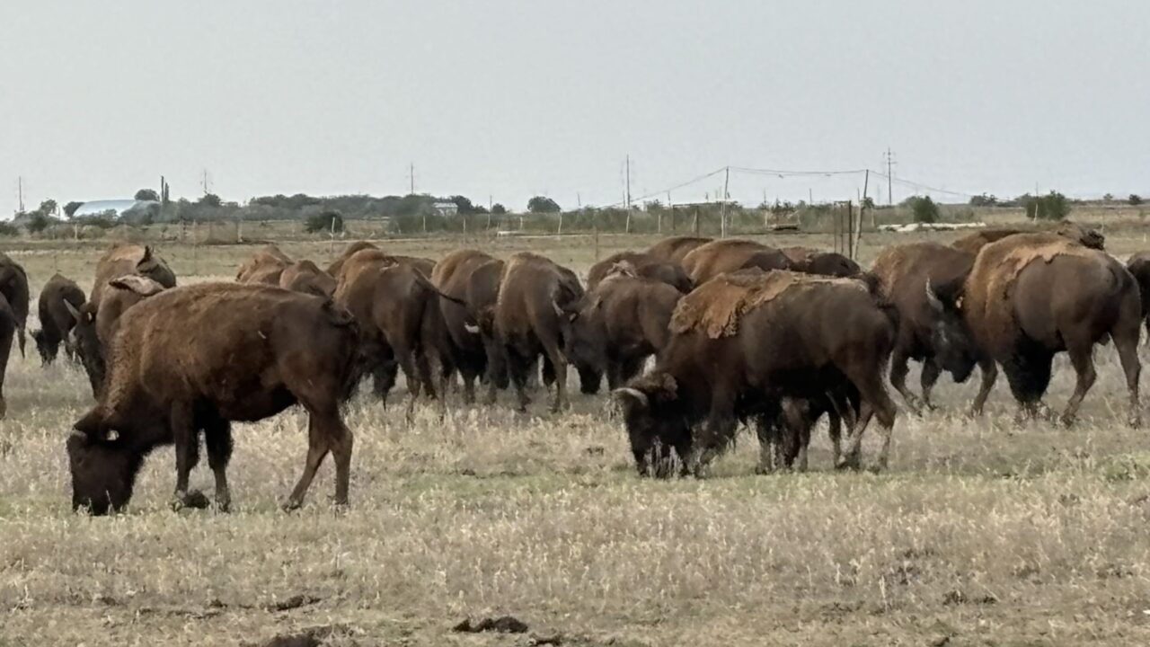 Zeci de cadavre de bizoni, cerbi și căprioare, găsite la ferma din Recea Cristur, Cluj, subnutriți