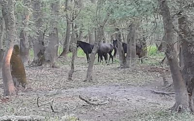 caii-salbatici-de-la-letea.jpg - PressHub24